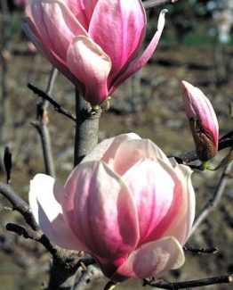 magnolia_soulan_lennei__058247200_1110_19122017